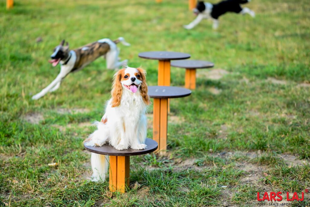 Lars Laj Kutyafuttató, kutyajátékok, Agility, Szlalom, akadálypálya, Alagút, rámpa, kutya mérleghinta